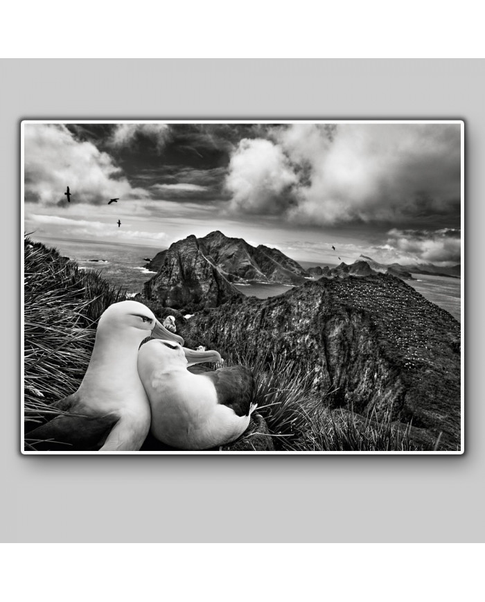 Libertad en los aires