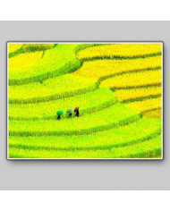 Prados cultivados, China