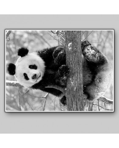 Oso Panda Oso Panda