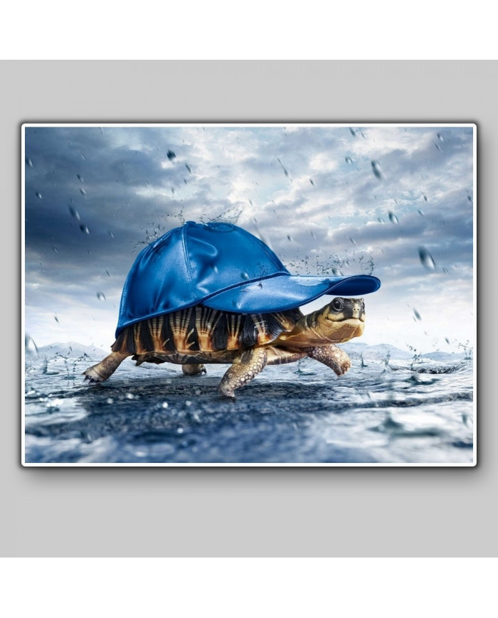 Tortuga bajo la lluvia