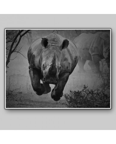 Rhino stampede, Kruger National Park, South Africa
