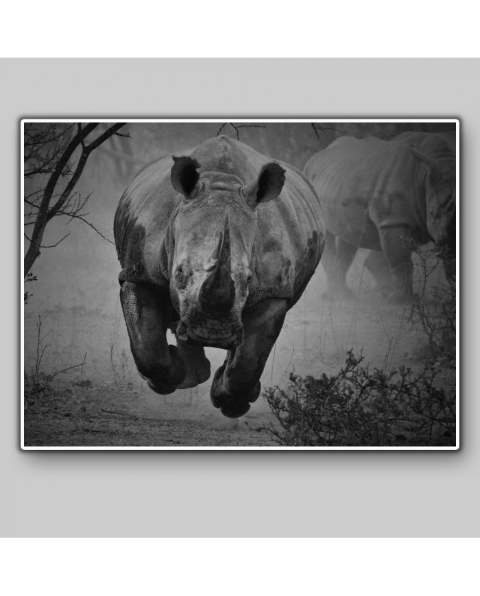 Rinoceronte en estampida, Parque Nacional Kruger, SudÀfrica