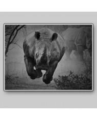 Rinoceronte en estampida, Parque Nacional Kruger, SudÀfrica