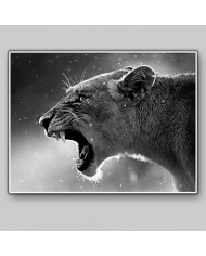 Retrato de una leona, Parque Nacional Kruger, SudÁfrica