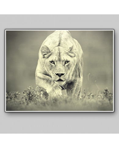 Leona cazando,Parque Nacional Hwange,Zimbabue Leona cazando,Parque Nacional Hwange,Zimbabue