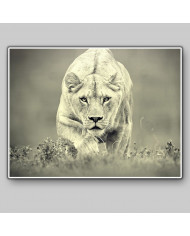 Leona cazando,Parque Nacional Hwange,Zimbabue