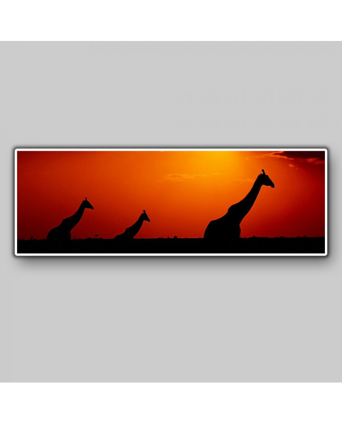 Vista panorámica de jirafas en el parque natural de Kruguer , Sudáfrica