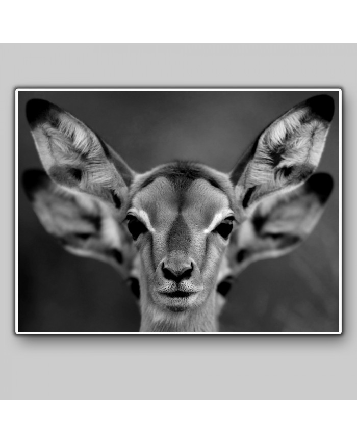 Cervatillos en la sabana africana,Parque Nacional Moremi,