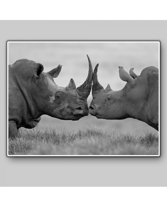 Rinocerontes  antes de la pelea, Parque Nacional Etosha, Namibia