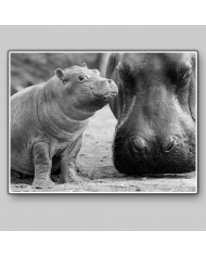 Hipopótamo con su cría en el Kruger National Park,Sudáfric