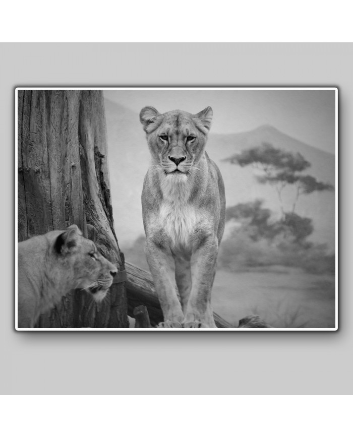 Pareja de Leonas, Parque Nacional Serengueti, Tanzania