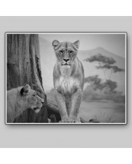 Pareja de Leonas, Parque Nacional Serengueti, Tanzania