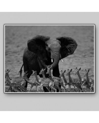 Elefante con antílopes, delta del Okavango, Botswana Elefante con antílopes, delta del Okavango, Botswana