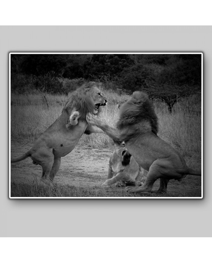 Lucha entre leones, Parque Nacional Masai Mara, Kenia