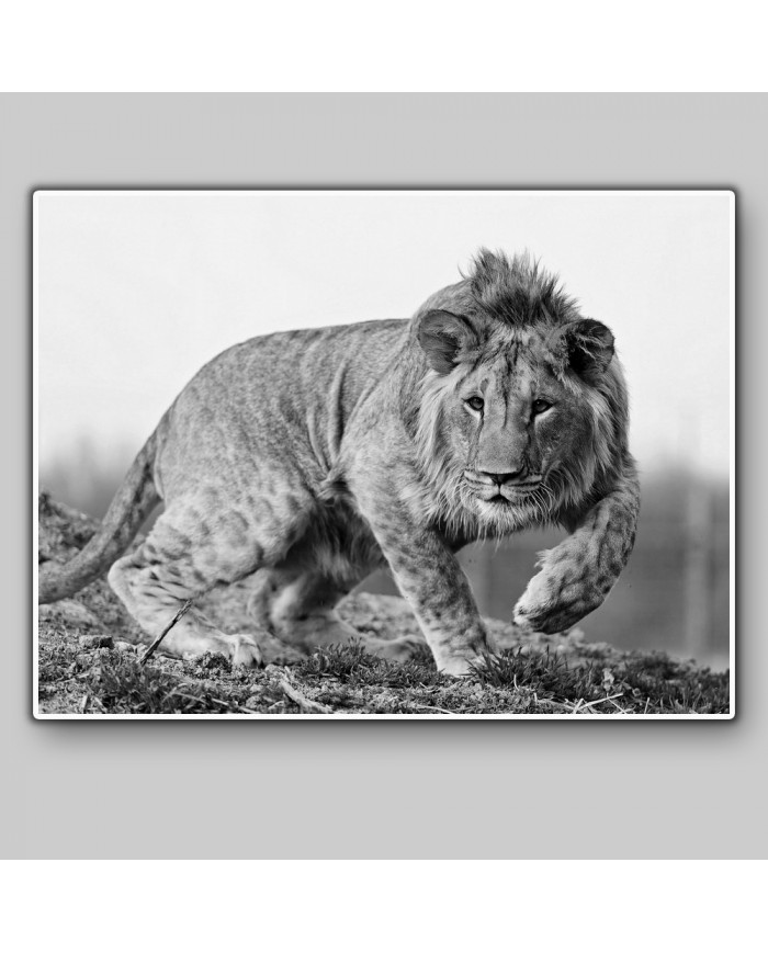 León cachorro, Parque Nacional Kruger, SudÁfrica