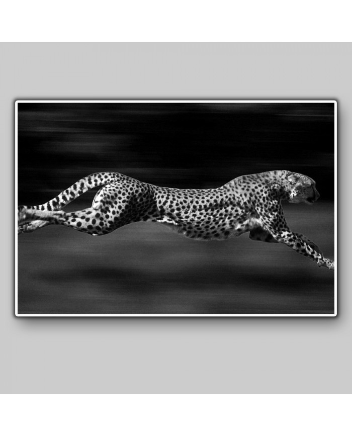 Leopardo, Parque Nacional Serengueti, Tanzania