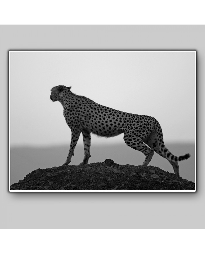 Guepardo,  Parque Nacional Kruger, SudÁfrica