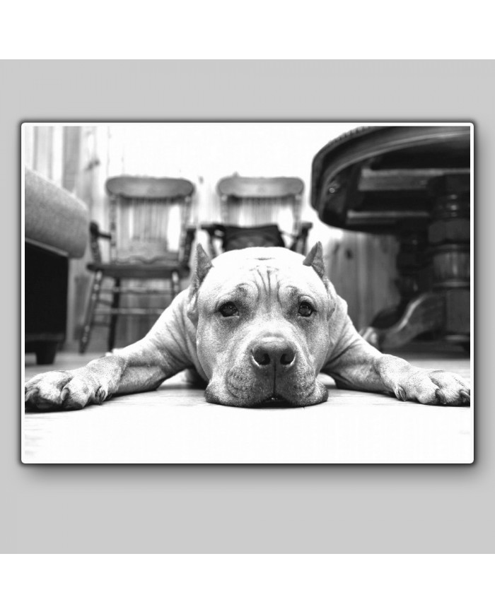 Pit bull terrier americano