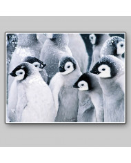 Pingüinos emperador bebés