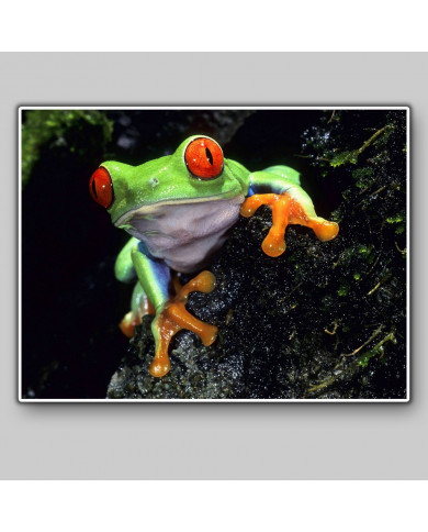 Rana verde de ojos rojos