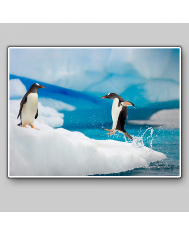 Pingüino emperador Pingüino emperador