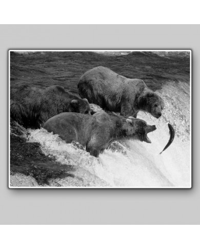 Osos de Alaska Osos de Alaska