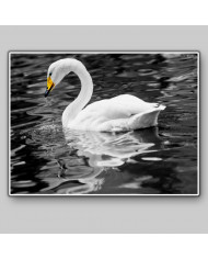 Cisne blanco