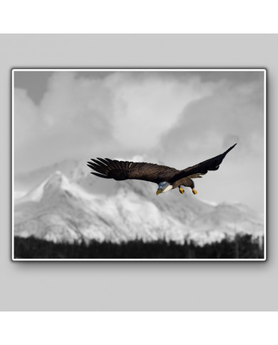 Aguila real Aguila real