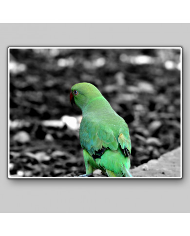 Loro verde Loro verde