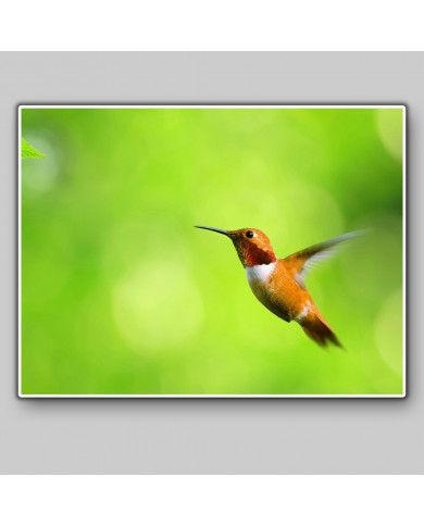 Colibrí Colibrí