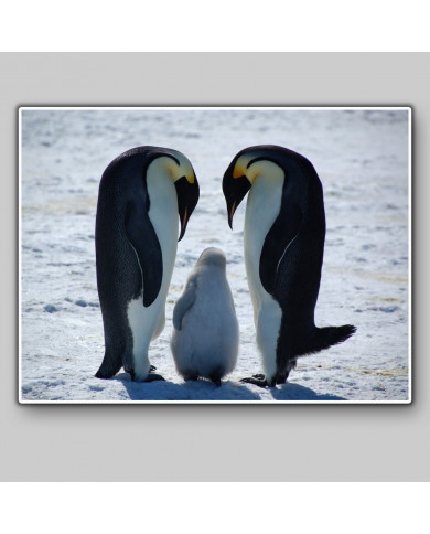 Familia de pingüinos emperador en forma de amor,Antártida Familia de pingüinos emperador en forma de amor,Antártida