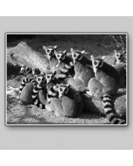 Lemures,Parque Nacional de Ankarana,Magadascar