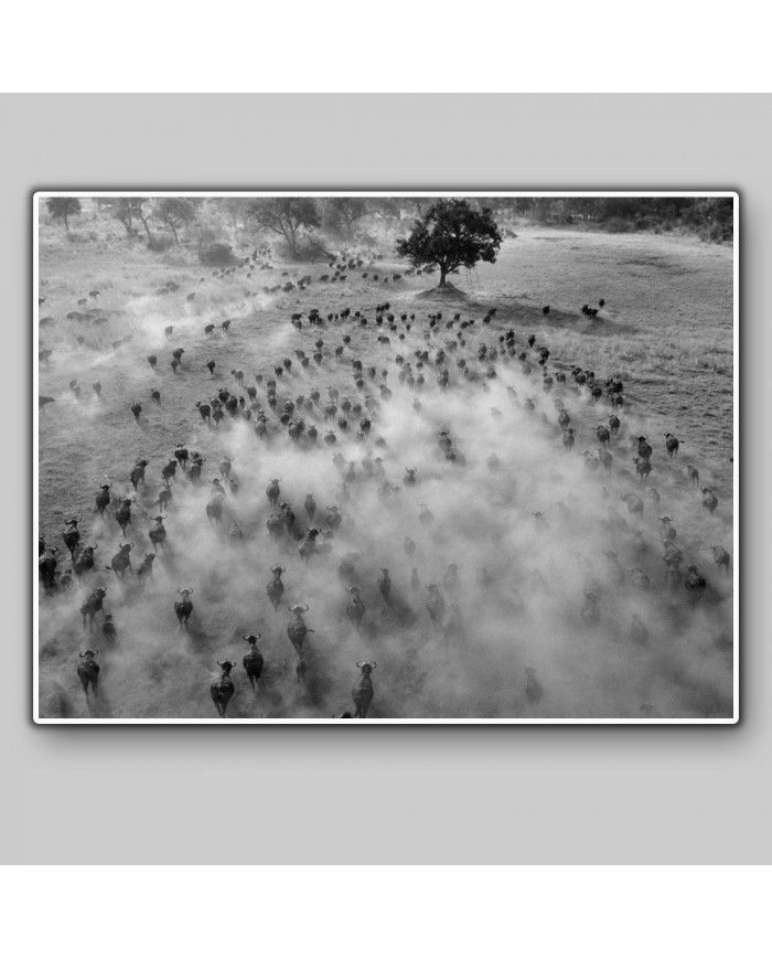 Migracion de animales,Parque Nacional Serengueti,Tanzania