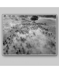 Migracion de animales,Parque Nacional Serengueti,Tanzania
