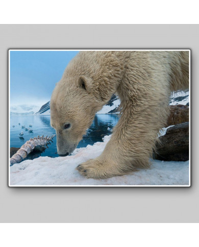 Oso polar,Antártida Oso polar,Antártida