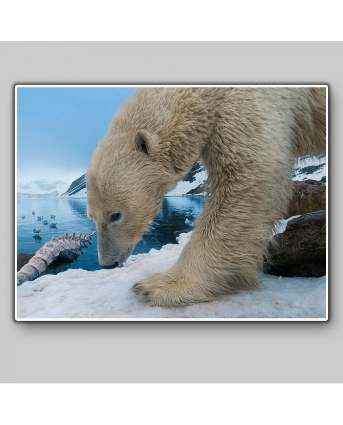 Oso polar,Antártida