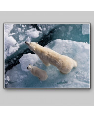 Osos polares,Canadá