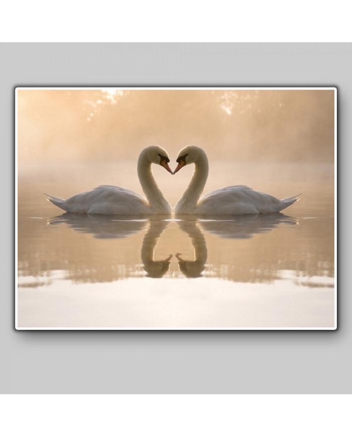 Pareja de cisnes amorosos