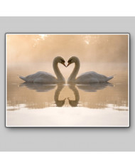 Pareja de cisnes amorosos