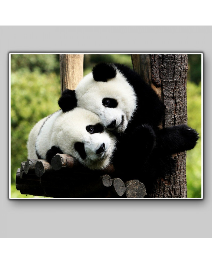 Pareja de osos panda