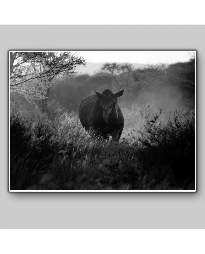 Rinoceronte,Parque Nacional Kruger,SudÀfrica