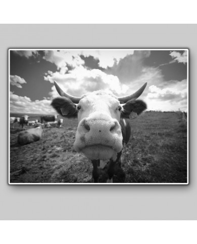 Vaca divertida Vaca divertida