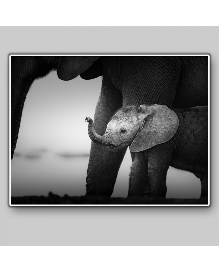 Bebé elefante con su madre, Parque Nacional Serengueti, Tanzania