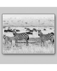 Cebras africanas, Parque Nacional Kruger, SudÁfrica