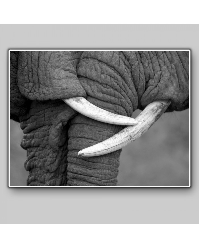 El beso de los elefantes, Parque Nacional Moremi, Botswana