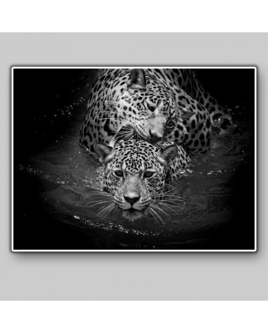 Leopardos nadando, Parque Nacional Serengueti, Tanzania Leopardos nadando, Parque Nacional Serengueti, Tanzania