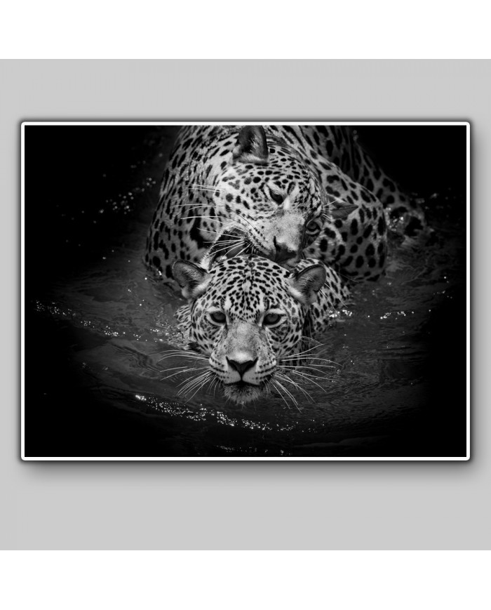 Leopardos nadando, Parque Nacional Serengueti, Tanzania