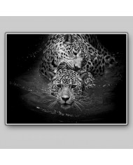 Leopardos nadando, Parque Nacional Serengueti, Tanzania