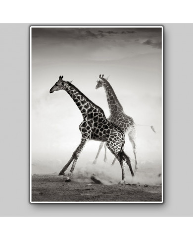La carrera de las jirafas, Parque Nacional Naironi, Kenia La carrera de las jirafas, Parque Nacional Naironi, Kenia