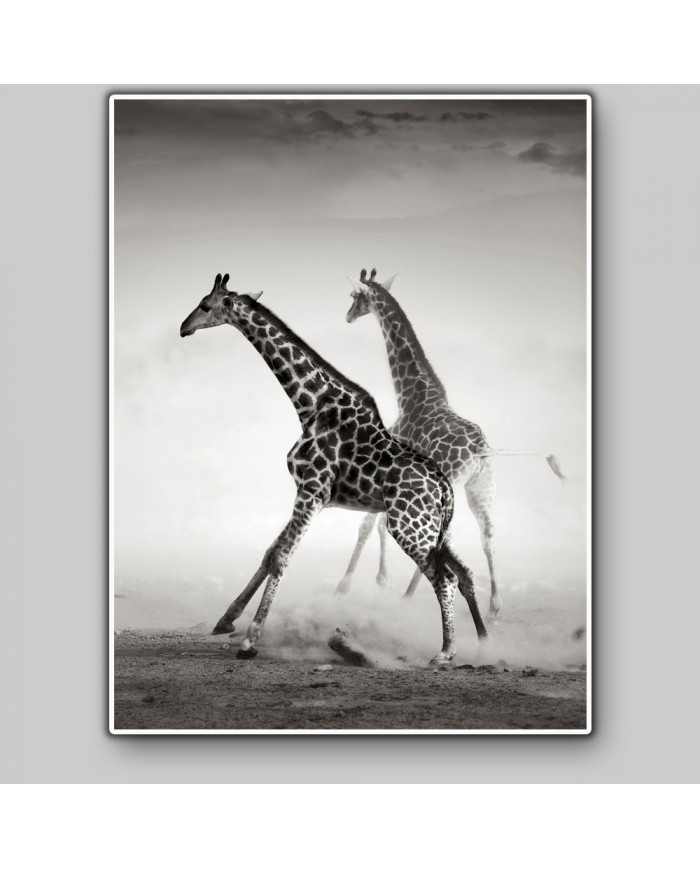 La carrera de las jirafas, Parque Nacional Naironi, Kenia